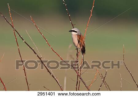 Lanius collurio, close-up View Large Photo Image Stock Image - Lanius collurio, close-up . Fotosearch