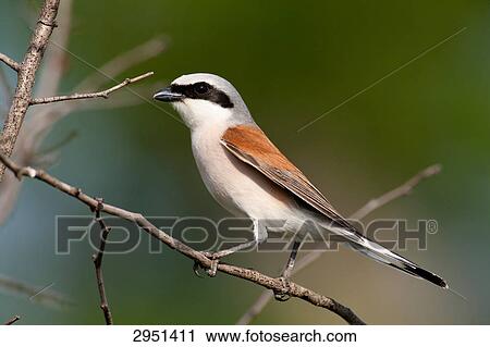 Lanius collurio, close-up View Large Photo Image Stock Image - Lanius collurio, close-up . Fotosearch