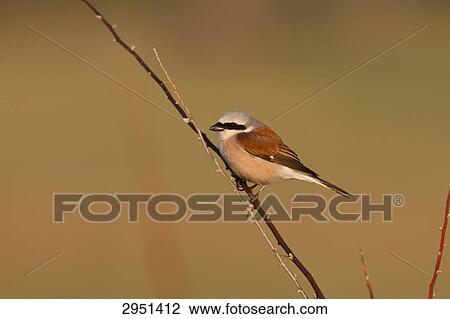 Lanius collurio, close-up View Large Photo Image Stock Image - Lanius collurio, close-up . Fotosearch