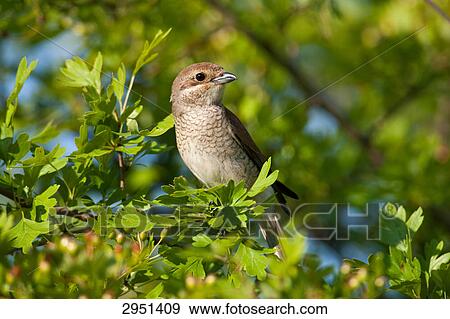 Lanius collurio, close-up View Large Photo Image Stock Photo - Lanius collurio, close-up . Fotosearch