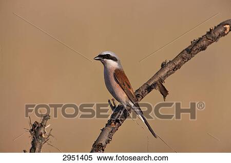 Lanius collurio, close-up View Large Photo Image Stock Photography - Lanius collurio, close-up . Fotosearch