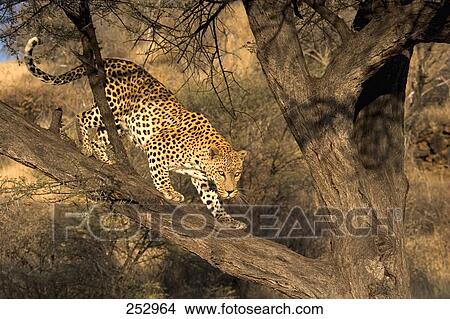 Picture - Leopard (Panthera pardus0 walking on tree branch, Namibia . Fotosearch