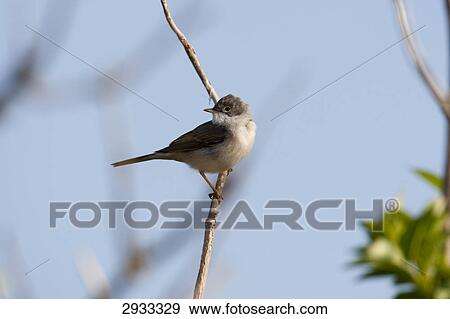 Stock Photo - lesser whitethroat, Sylvia curruca, close-up . Fotosearch