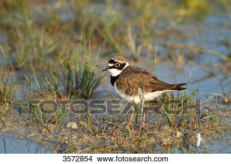 Little Ringed Plover, Charadrius dubius, Neusiedler See, Burgenland, Austria, Europe View Large Photo Image Picture - Little Ringed Plover, Charadrius dubius, Neusiedler See, Burgenland, Austria, Europe . Fotosearch