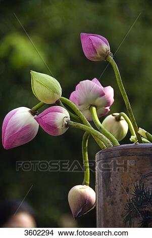Picture - Lotus in a receptacle . Fotosearch