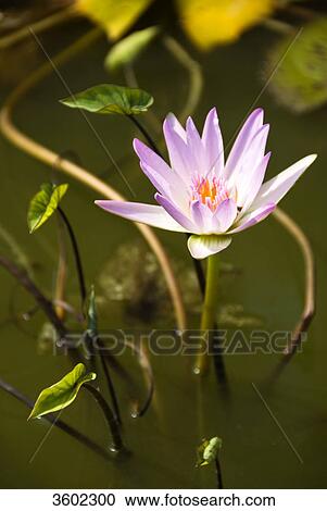Lotus (Nelumbo) in water, Thailand, close-up View Large Photo Image Stock Image - Lotus (Nelumbo) in water, Thailand, close-up . Fotosearch