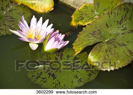 Lotus (Nelumbo) in water, Thailand, close-up View Large Photo Image Stock Photo - Lotus (Nelumbo) in water, Thailand, close-up . Fotosearch