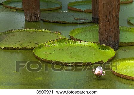 Lotus plants on water, open air museum Mueang Boran, Bangkok, Thailand View Large Photo Image Stock Image - Lotus plants on water, open air museum Mueang Boran, Bangkok, Thailand . Fotosearch