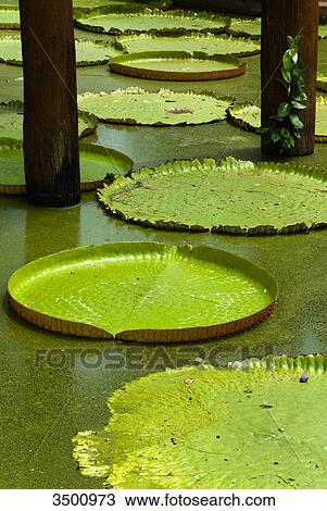 Lotus plants on water, open air museum Mueang Boran, Bangkok, Thailand View Large Photo Image Stock Image - Lotus plants on water, open air museum Mueang Boran, Bangkok, Thailand . Fotosearch
