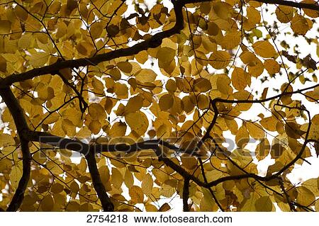 Low angle view of leaves on branches View Large Photo Image Stock Photo - Low angle view of leaves on branches . Fotosearch