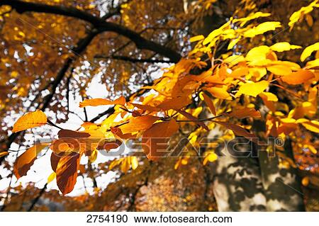Low angle view of trees in forest View Large Photo Image Stock Image - Low angle view of trees in forest . Fotosearch