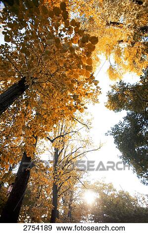 Stock Photo - Low angle view of trees in forest . Fotosearch