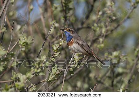 Luscinia svecica, full shot View Large Photo Image Stock Image - Luscinia svecica, full shot . Fotosearch