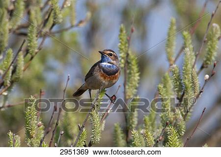 Stock Photo - Luscinia svecica, full shot . Fotosearch