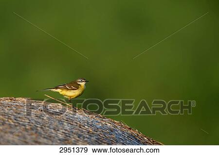Stock Photo - Motacilla flava, full shot . Fotosearch