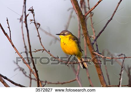Motacilla flava, Neusiedler See, Burgenland, Austria, Europe View Large Photo Image Stock Photo - Motacilla flava, Neusiedler See, Burgenland, Austria, Europe . Fotosearch