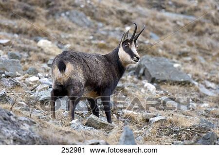 Mountain goat (Oreamnos americanus) standing on mountain, Gran Paradiso, Italy View Large Photo Image Stock Image - Mountain goat (Oreamnos americanus) standing on mountain, Gran Paradiso, Italy . Fotosearch