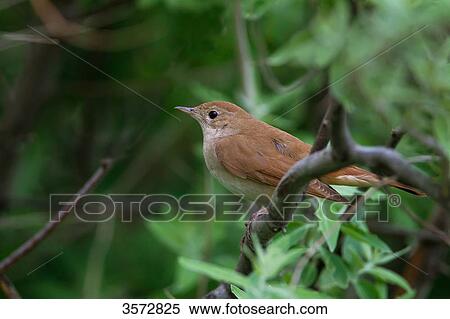 Nightingale, Luscinia megarhynchos, Neusiedler See, Burgenland, Austria, Europe View Large Photo Image Stock Photography - Nightingale, Luscinia megarhynchos, Neusiedler See, Burgenland, Austria, Europe . Fotosearch