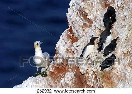 Stock Image - Northern Gannet (Morus bassanus) and Common Guillemot (Uria aalge) birds on rock . Fotosearch