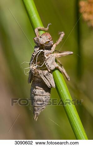 of a dragonfly, close-up View Large Photo Image Stock Image - of a dragonfly, close-up . Fotosearch