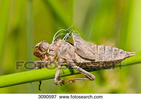 Stock Photo - of a dragonfly, close-up . Fotosearch