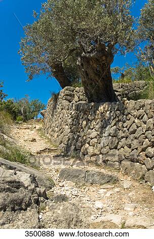 Olive tree on Majorca View Large Photo Image Stock Photo - Olive tree on Majorca . Fotosearch