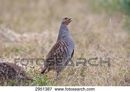 Stock Photo - partridge, full shot . Fotosearch