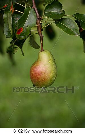 Stock Photo - Pear on pear tree, c lose-up . Fotosearch