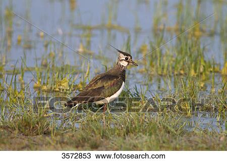 Stock Image - Peewit, Vanellus vanellus, Neusiedler See, Burgenland, Austria, Europe . Fotosearch