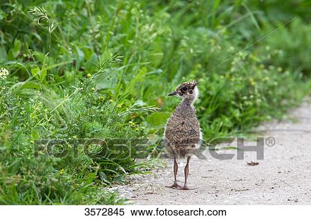Peewit, Vanellus vanellus, Neusiedler See, Burgenland, Austria, Europe View Large Photo Image Stock Photography - Peewit, Vanellus vanellus, Neusiedler See, Burgenland, Austria, Europe . Fotosearch