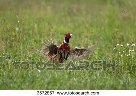 Pheasant on a meadow, Burgenland, Austria, Europe View Large Photo Image Stock Photo - Pheasant on a meadow, Burgenland, Austria, Europe . Fotosearch