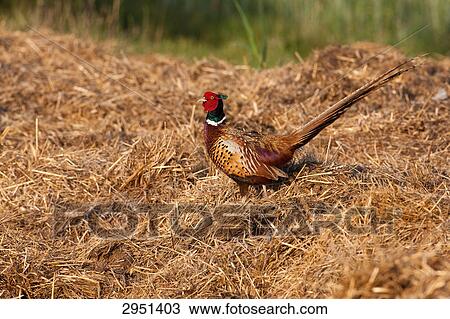Stock Image - pheasant, Phasianus colchicus, close-up . Fotosearch