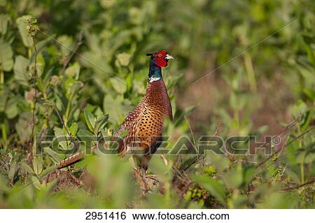 Pheasant, Phasianus colchicus, close-up View Large Photo Image Stock Photograph - Pheasant, Phasianus colchicus, close-up . Fotosearch