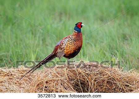 Pheasant, Phasianus colchicus, Neusiedler See, Burgenland, Austria, Europe View Large Photo Image Stock Image - Pheasant, Phasianus colchicus, Neusiedler See, Burgenland, Austria, Europe . Fotosearch