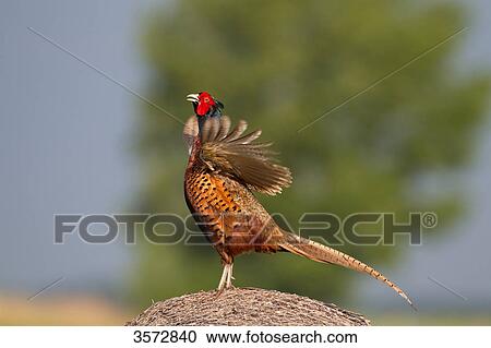Stock Image - Pheasant, Phasianus colchicus, Neusiedler See, Burgenland, Austria, Europe . Fotosearch