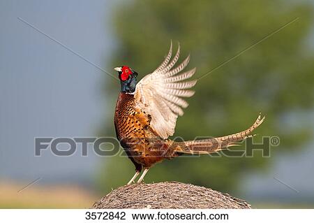 Pheasant, Phasianus colchicus, Neusiedler See, Burgenland, Austria, Europe View Large Photo Image Stock Image - Pheasant, Phasianus colchicus, Neusiedler See, Burgenland, Austria, Europe . Fotosearch