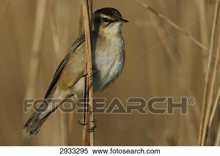 phylloscopus collybita  View Large Photo Image Stock Photography - phylloscopus collybita . Fotosearch