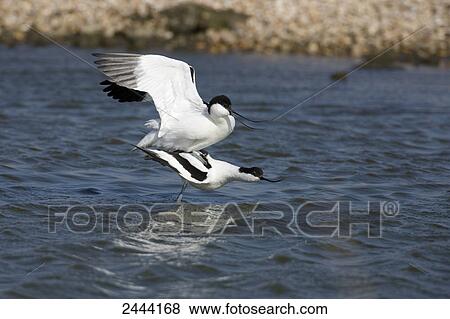 Pied Avocet (Recurvirostra avosetta) birds flying over river View Large Photo Image Stock Photo - Pied Avocet (Recurvirostra avosetta) birds flying over river . Fotosearch