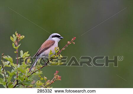 Stock Image - Red-backed Shrike (Lanius collurio) bird perching on branch . Fotosearch
