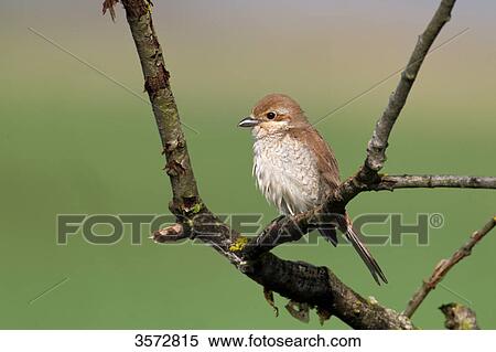 Stock Photography - Red-backed Shrike, Lanius collurio, Neusiedler See, Burgenland, Austria, Europe . Fotosearch