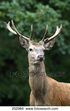 Picture - Red deer (Cervus elaphus) in forest . Fotosearch