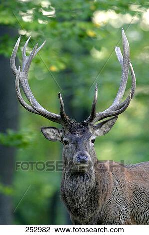 Red deer (Cervus elaphus) in forest View Large Photo Image Stock Image - Red deer (Cervus elaphus) in forest . Fotosearch