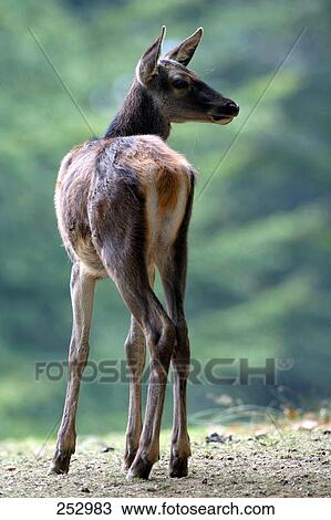 Red deer (Cervus elaphus) in forest View Large Photo Image Stock Image - Red deer (Cervus elaphus) in forest . Fotosearch