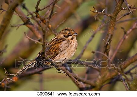 Stock Image - Reed bunting, Emberiza schoeniclus, close-up . Fotosearch