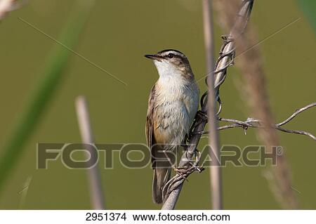 reed warbler, Acrocephalus schoenobaenus, full shot View Large Photo Image Picture - reed warbler, Acrocephalus schoenobaenus, full shot . Fotosearch