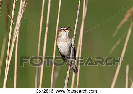 Reed warbler, Acrocephalus scirpaceus, Neusiedler See, Burgenland, Austria, Europe View Large Photo Image Stock Photograph - Reed warbler, Acrocephalus scirpaceus, Neusiedler See, Burgenland, Austria, Europe . Fotosearch
