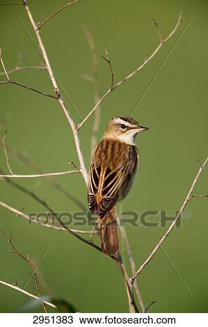 reed warbler, Acrocephalus schoenobaenus, full shot View Large Photo Image Stock Image - reed warbler, Acrocephalus schoenobaenus, full shot . Fotosearch