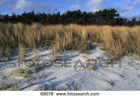 Reeds on dry sand on the beach, Mecklenburg-Western Pommerania, Germany View Large Photo Image Stock Photograph - Reeds on dry sand on the beach, Mecklenburg-Western Pommerania, Germany . Fotosearch
