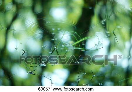 Stock Photo - Reflection of trees on water . Fotosearch