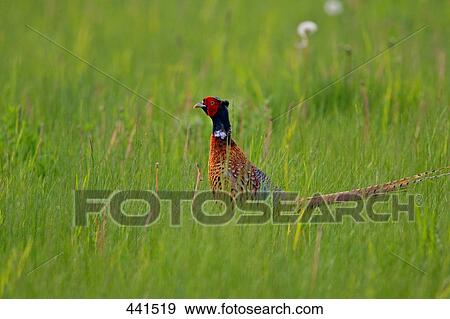 Ring-Necked Pheasant (Phasianus colchicus) in field View Large Photo Image Stock Photo - Ring-Necked Pheasant (Phasianus colchicus) in field . Fotosearch